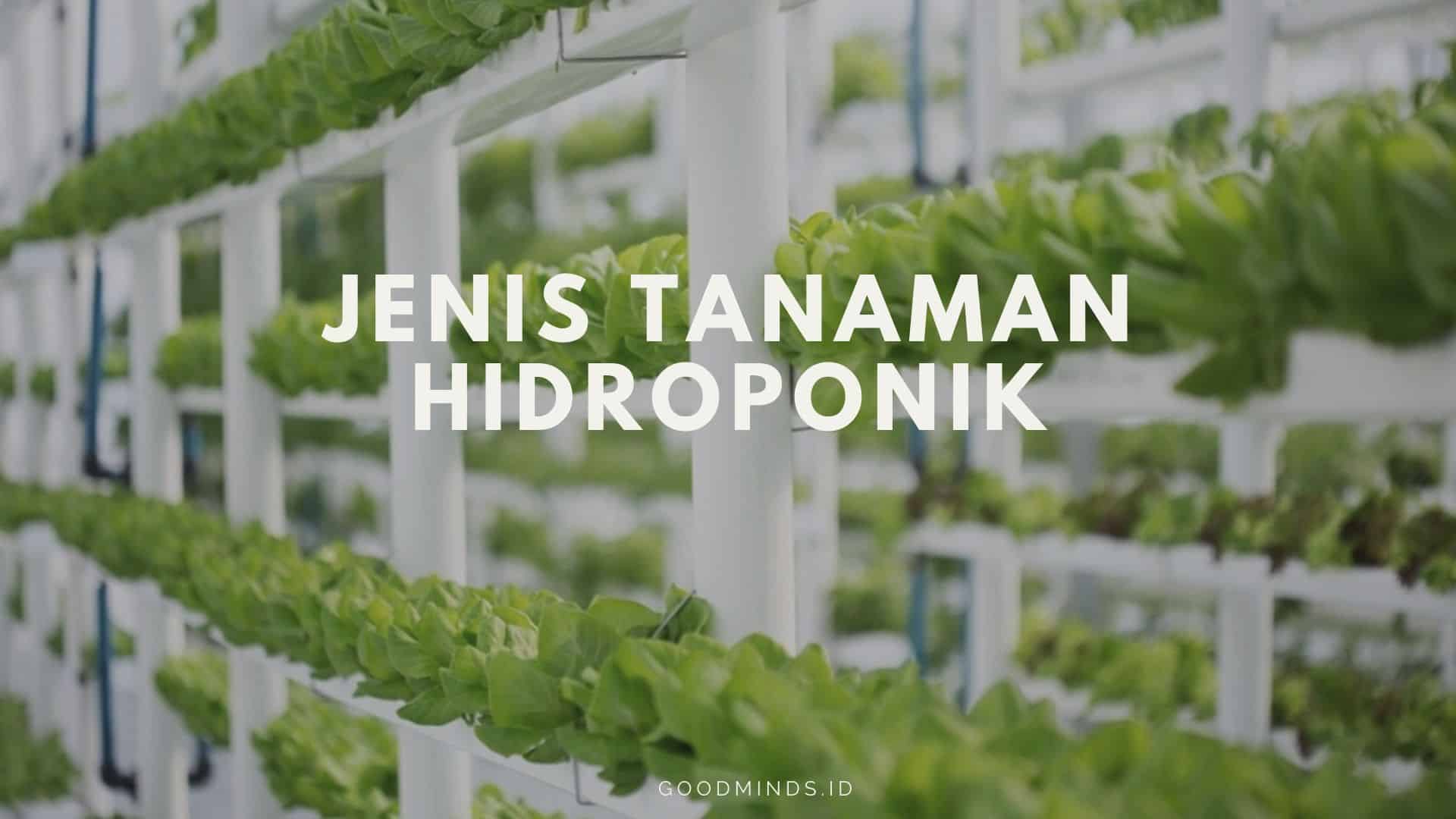 16 Jenis Tanaman Hidroponik Sayur Dan Buah Yang Mudah Ditanam Pada ...