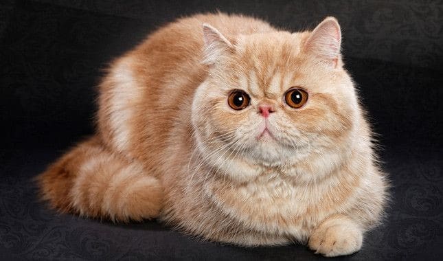 10 Jenis Kucing Terlucu Yang Sering Dipelihara